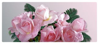 DNSEMP-L-063 Bouquet Of Roses Orchid